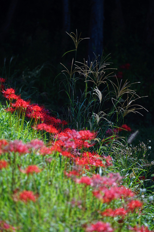 タムロン TAMRON 70-180mm F/2.8 Di III VC VXD G2 (Model A065